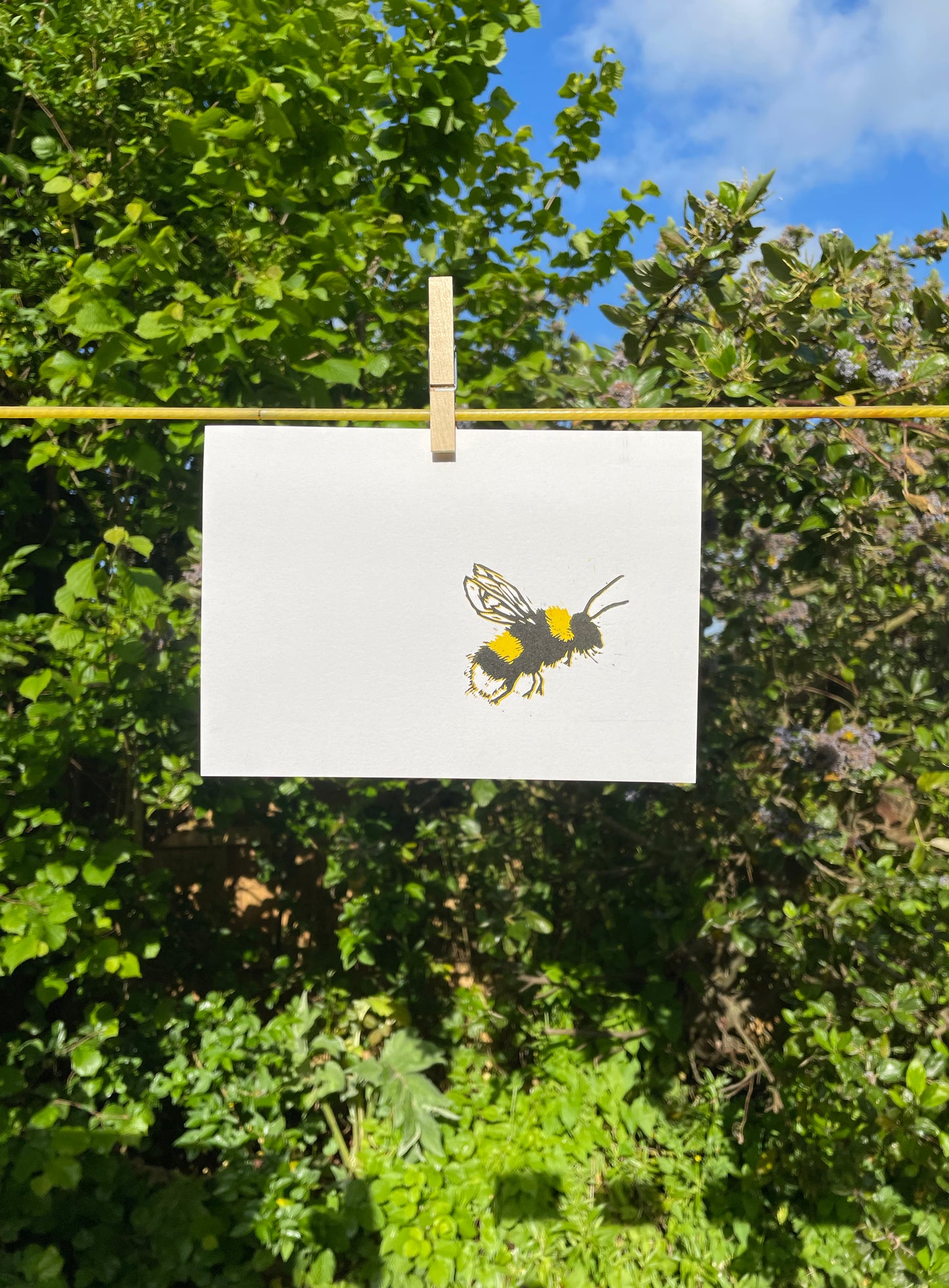 Bumblebee – Bombus terrestris