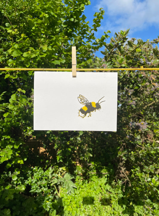 Bumblebee – Bombus terrestris