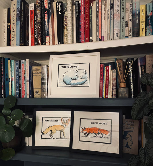 Fennac Fox – Vulpes zerda