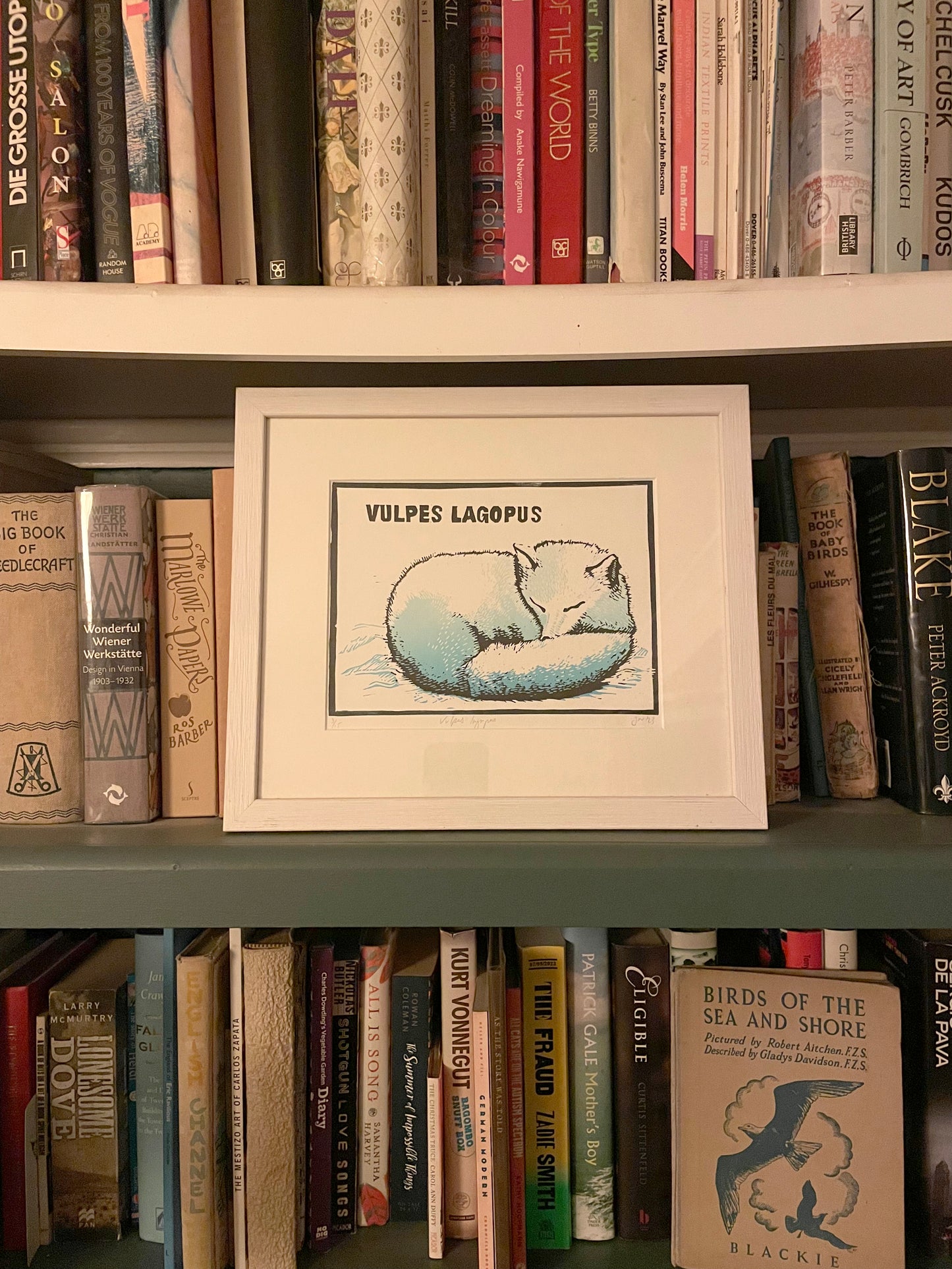 Arctic Fox – Vulpes lagopus