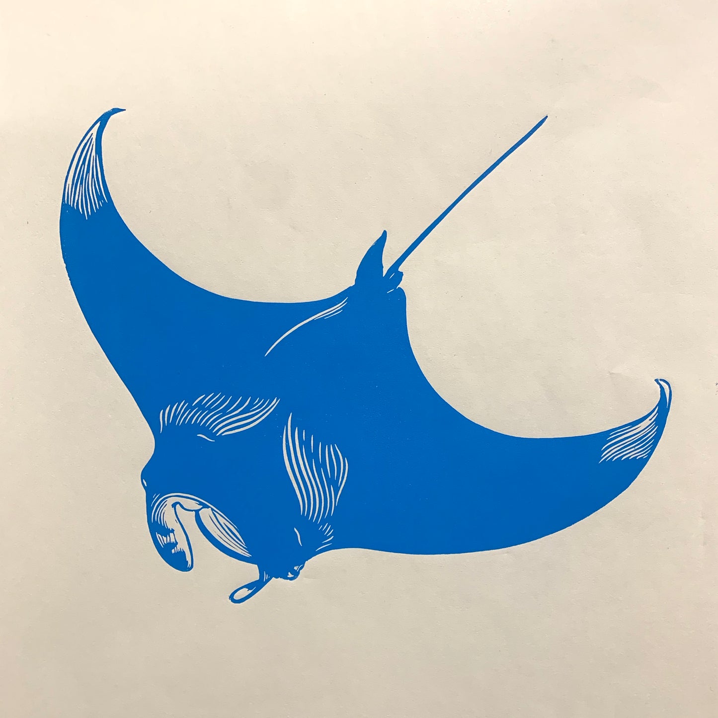Blue Mantaray