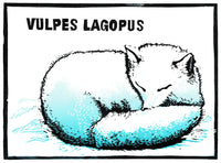 Arctic Fox – Vulpes lagopus