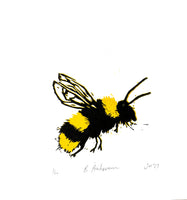 Bumblebee – Bombus pratorum