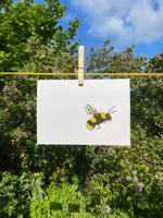 Bumblebee – Bombus pratorum