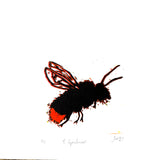 Bumblebee – Bombus lapidarius