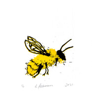 Bumblebee – Bombus pascuorum