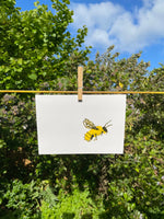 Bumblebee – Bombus pascuorum