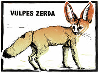 Fennac Fox – Vulpes zerda