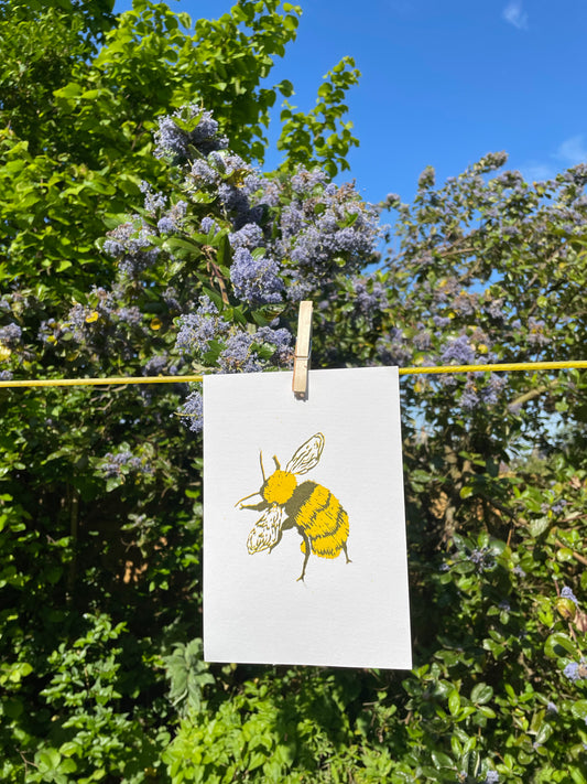 Great Yellow Bumblebee