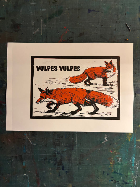 Vulpes Vulpes II
