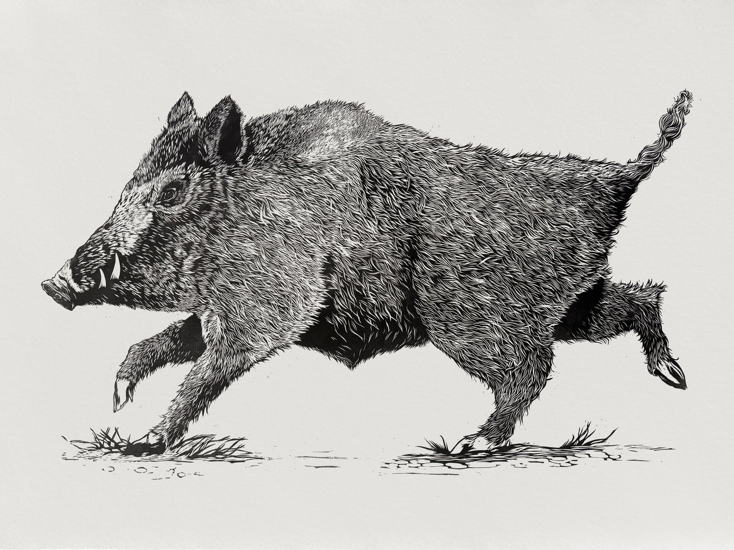 Wild Boar Linocut