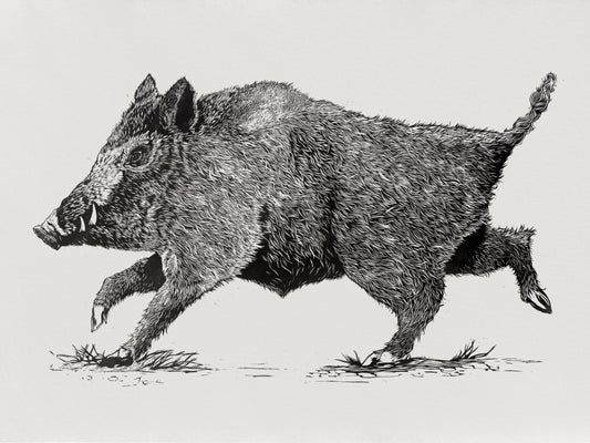 Wild Boar Linocut