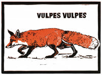 Red Fox – Vulpes vulpes