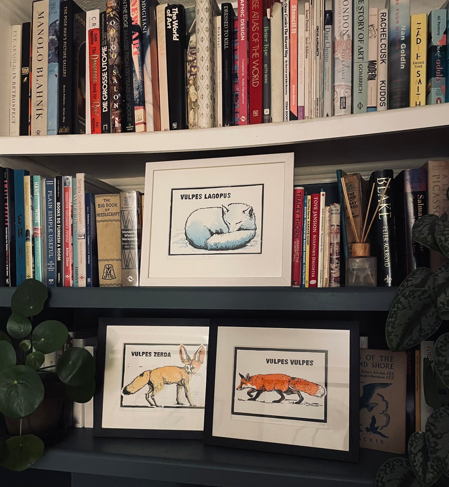 Fennac Fox – Vulpes zerda