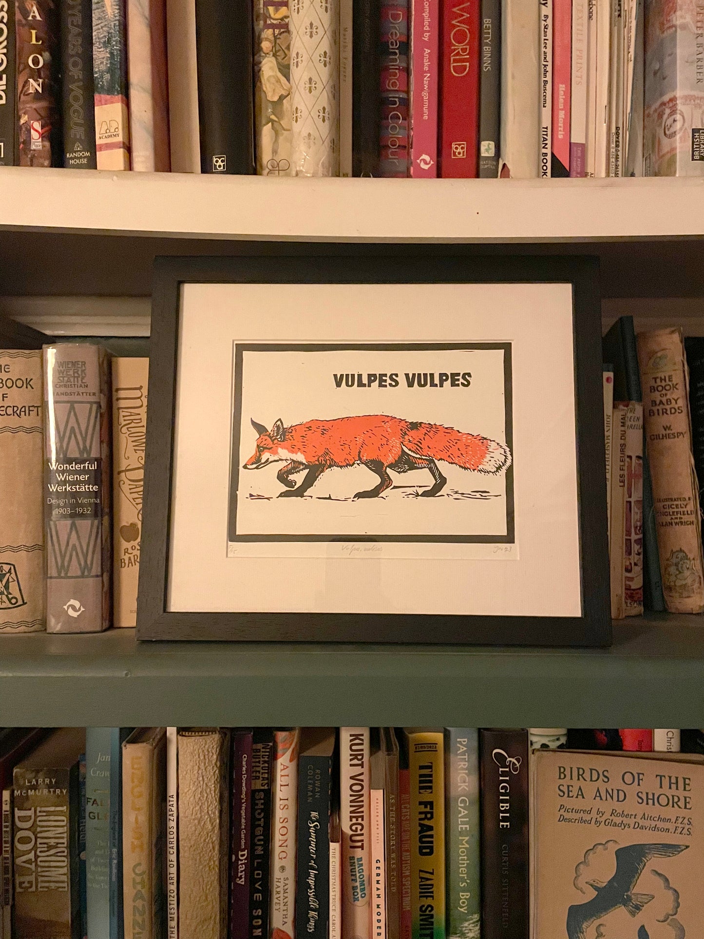 Red Fox – Vulpes vulpes