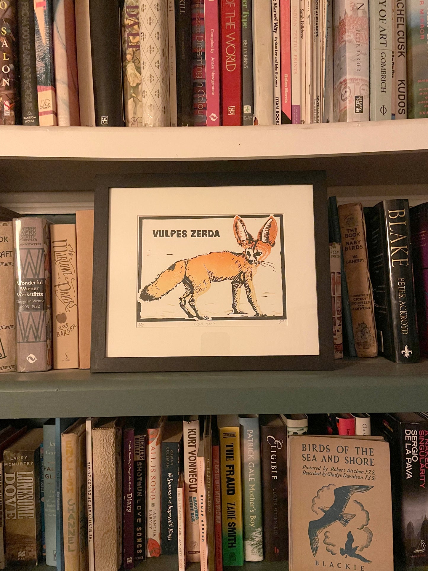 Fennac Fox – Vulpes zerda