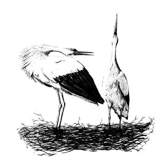 White Storks
