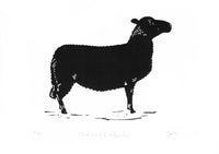 Black Welsh Mountain Sheep
