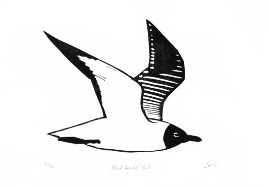 Black-headed Gull