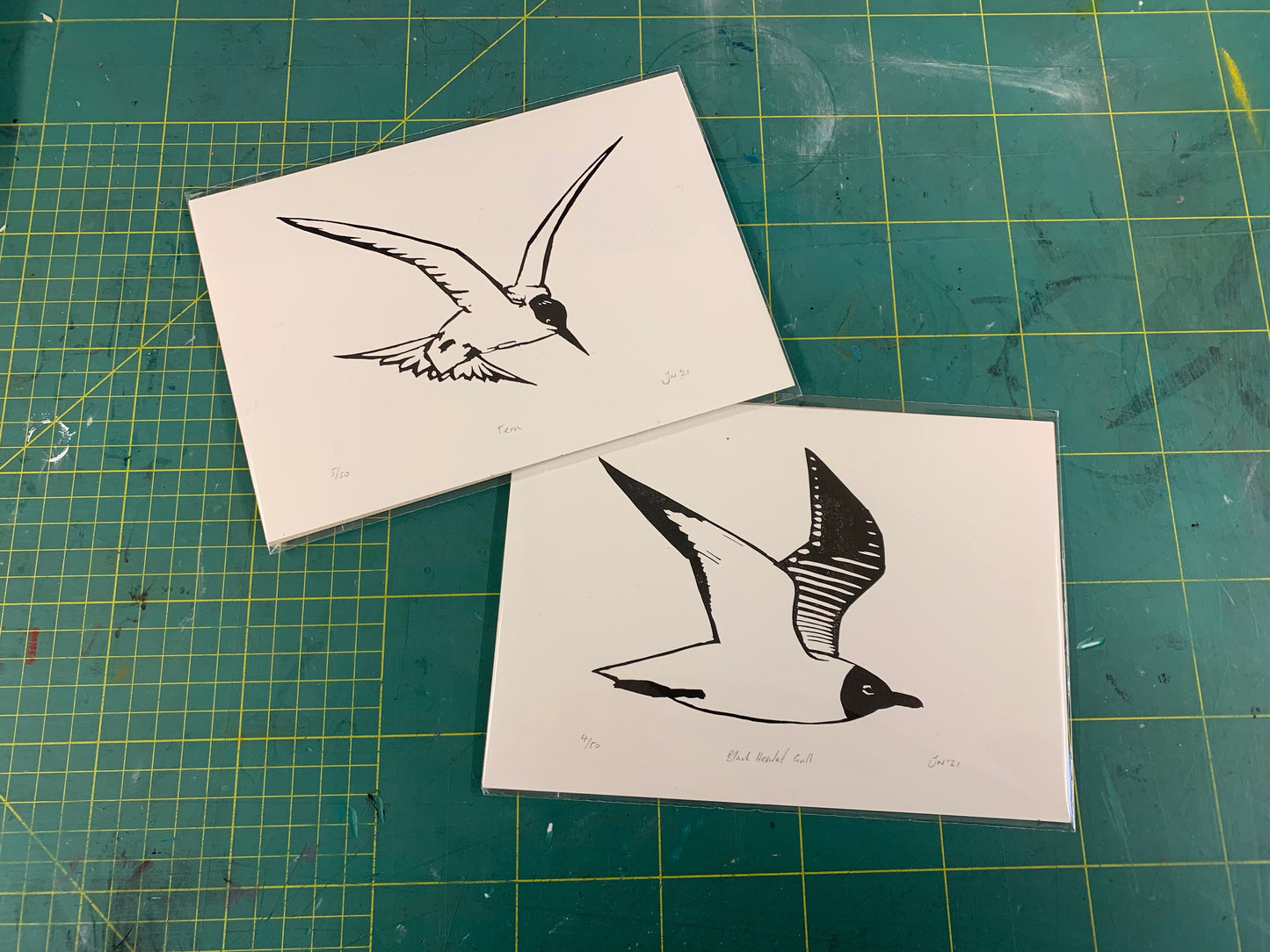 Black-headed Gull