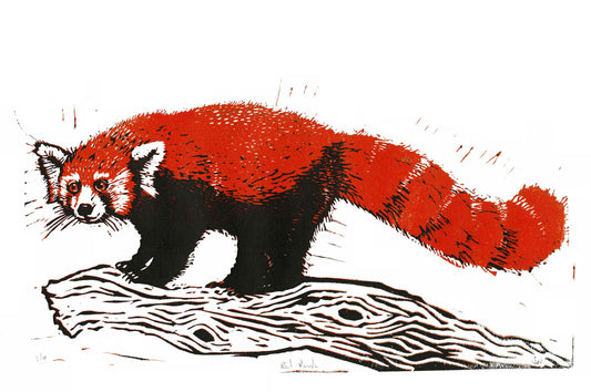 Red Panda