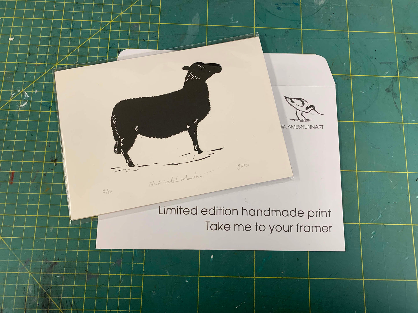 Black Welsh Mountain Sheep
