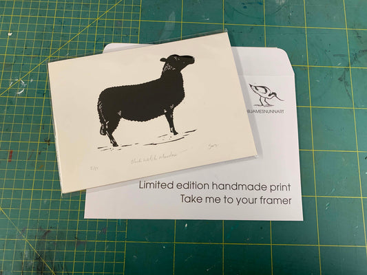 Black Welsh Mountain Sheep