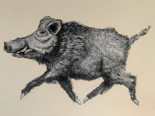 Wild Boar Pastel