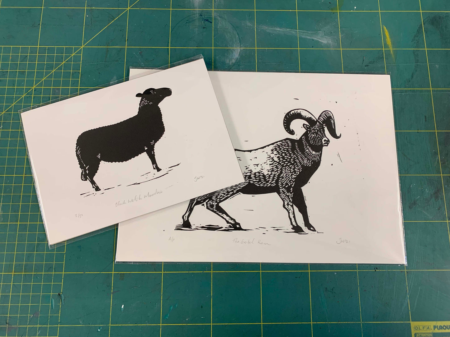 Black Welsh Mountain Sheep
