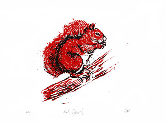 Red Squirrel