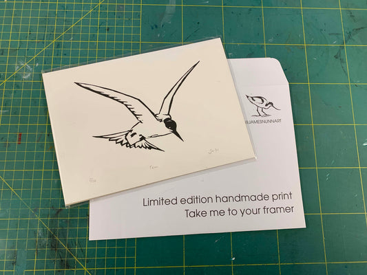 Common Tern