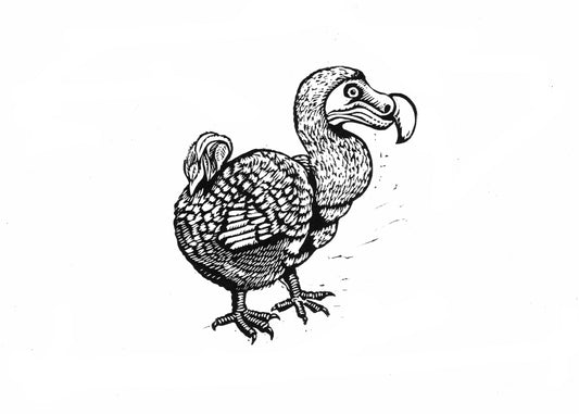 White Dodo